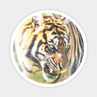 Tiger Animal Feline Wildlife Jungle Nature Adventure Watercolor Magnet